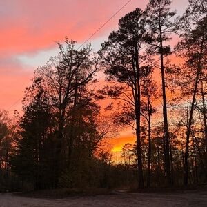 Sunset Forest Photography Wall Art - Orange Pink Landscape